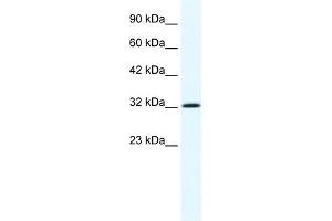 WB Suggested Anti-ANXA1 Antibody Titration:  1. (Annexin a1 Antikörper  (N-Term))