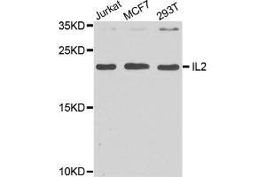 Western blot analysis of extracts of various cell lines, using IL2 antibody (ABIN5970126) at 1/1000 dilution. (IL-2 Antikörper)