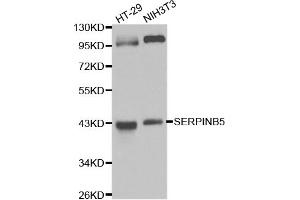 Western blot analysis of extracts of various cell lines, using SERPINB5 antibody. (SERPINB5 Antikörper)