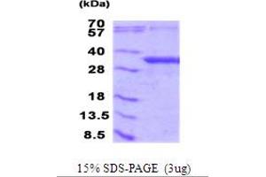 SDS-PAGE (SDS) image for NFU1 Iron-Sulfur Cluster Scaffold (NFU1) (AA 10-254) protein (His tag) (ABIN5853977)
