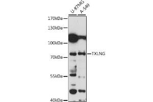 Western blot analysis of extracts of various cell lines, using TXLNG antibody (ABIN7270745) at 1:1000 dilution.