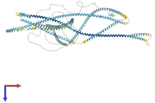 KTN1 Protein (AA 1-1357) (His tag)