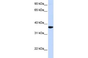 WB Suggested Anti-SCGN Antibody Titration:  0. (SCGN Antikörper  (Middle Region))