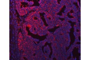 IF analysis of SEC31A using anti-SEC31A antibody (ABIN7599630).