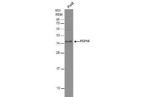 WB Image Whole cell extract (30 μg) was separated by 12% SDS-PAGE, and the membrane was blotted with FGF10 antibody , diluted at 1:1000. (FGF10 Antikörper)