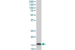 UBE2D2 monoclonal antibody (M02), clone 4A1 Western Blot analysis of UBE2D2 expression in NIH/3T3 . (UBE2D2 Antikörper  (AA 1-94))