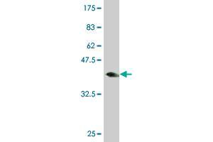 Western Blot detection against Immunogen (37. (MED16 Antikörper  (AA 1-110))