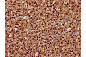 IHC image of ABIN7164169 diluted at 1:400 and staining in paraffin-embedded human adrenal gland tissue performed on a Leica BondTM system. (DHX38 Antikörper  (AA 113-280))