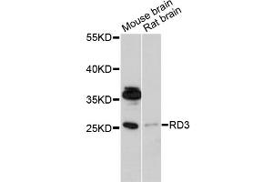 Western blot analysis of extracts of various cell lines, using RD3 antibody (ABIN6294071) at 1:1000 dilution. (RD3 Antikörper)