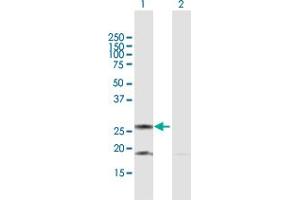Western Blot analysis of DIABLO expression in transfected 293T cell line by DIABLO MaxPab polyclonal antibody. (DIABLO Antikörper  (AA 1-239))