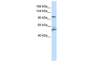 WB Suggested Anti-NNT Antibody Titration: 0. (NNT Antikörper  (N-Term))