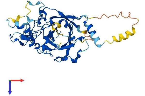 PDCD2 Protein (AA 1-344) (His tag)