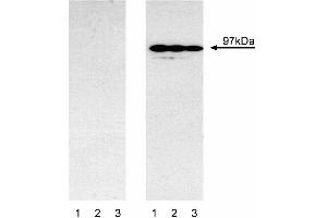 Western blot analysis of mouse Stat6 (pY641).