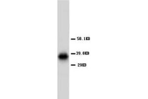 AQP4 Polyclonal Antibody (Aquaporin 4 Antikörper  (C-Term))