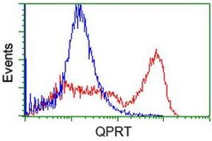 HEK293T cells transfected with either RC202960 overexpress plasmid (Red) or empty vector control plasmid (Blue) were immunostained by anti-QPRT antibody (ABIN2453566), and then analyzed by flow cytometry. (QPRT Antikörper)