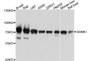 Western blot analysis of extracts of various cell lines, using BANK1 antibody (ABIN5997284) at 1/1000 dilution. (BANK1 Antikörper)