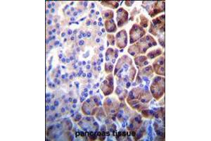 COPE Antibody immunohistochemistry analysis in formalin fixed and paraffin embedded human pancreas tissue followed by peroxidase conjugation of the secondary antibody and DAB staining.