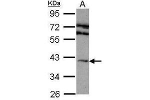 WB Image Sample (30 ug of whole cell lysate) A: 293T 10% SDS PAGE antibody diluted at 1:1000 (Adenosine A2a Receptor Antikörper  (C-Term))