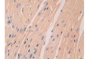 Immunohistochemistry (IHC) image for anti-Laminin, alpha 4 (LAMa4) (AA 457-630) antibody (ABIN7438160)
