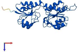 GRHPR Protein (AA 1-328) (His tag)