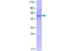 Image no. 1 for Basigin (Ok Blood Group) (BSG) (AA 1-269) protein (GST tag) (ABIN1346903)