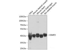 Western blot analysis of extracts of various cell lines using CKMT2 Polyclonal Antibody at dilution of 1:1000.
