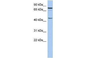 WB Suggested Anti-RNF169 Antibody Titration:  0. (RNF169 Antikörper  (N-Term))