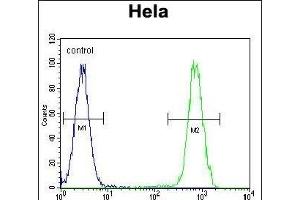 Flow Cytometry (FACS) image for anti-Heat Shock 70kDa Protein 8 (HSPA8) (AA 539-569), (C-Term) antibody (ABIN1944844)