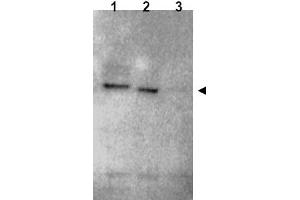 Image no. 1 for anti-Ring Finger Protein 25 (RNF25) (C-Term) antibody (ABIN401373) (RNF25 Antikörper  (C-Term))