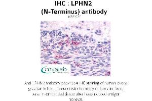 Image no. 1 for anti-Latrophilin 2 (LPHN2) (Extracellular Domain), (N-Term) antibody (ABIN1736539) (LPHN2 Antikörper  (Extracellular Domain, N-Term))