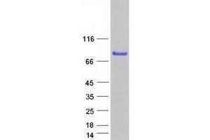 Western Blotting (WB) image for Pleckstrin Homology Domain Containing, Family O Member 2 (PLEKHO2) protein (Myc-DYKDDDDK Tag) (ABIN2729171)