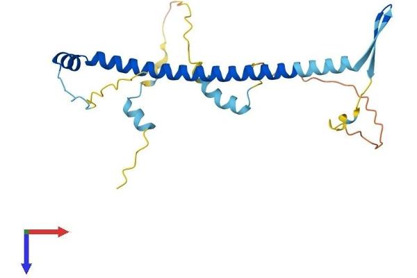 NOL12 Protein (AA 1-213) (His tag)