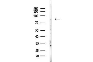 anti-Amyloid beta (A4) Precursor-Like Protein 2 (APLP2) (C-Term) antibody