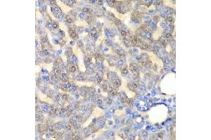 Immunohistochemistry of paraffin-embedded rat liver using FAH antibody. (FAH Antikörper  (AA 1-419))