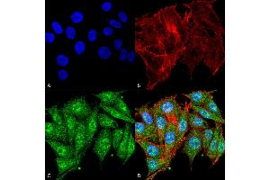 Immunocytochemistry/Immunofluorescence analysis using Rabbit Anti-IGF-1 Polyclonal Antibody . (IGF1 Antikörper  (Atto 594))