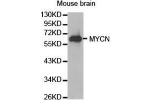 Western Blotting (WB) image for anti-N-Myc Proto-Oncogene Protein (MYCN) antibody (ABIN1873796)