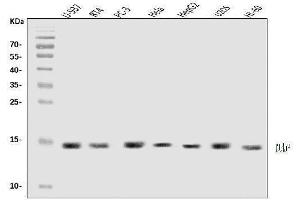 Western blot analysis of DAP1/DAP using anti-DAP1/DAP antibody (ABIN7602875). (DAP Antikörper  (C-Term))