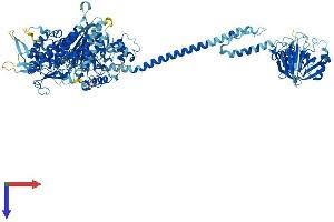 MYO1G Protein (AA 1-1018) (His tag)