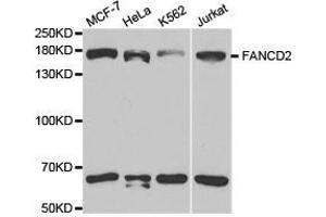 Western Blotting (WB) image for anti-Fanconi Anemia, Complementation Group D2 (FANCD2) antibody (ABIN1872654) (FANCD2 Antikörper)