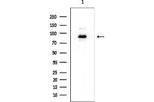 anti-Oxysterol Binding Protein (OSBP) (Internal Region) antibody