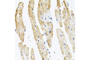Immunohistochemistry of paraffin-embedded rat heart using COPB2 antibody.