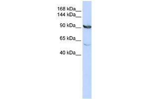 WB Suggested Anti-MTHFD1 Antibody Titration:  0. (MTHFD1 Antikörper  (N-Term))