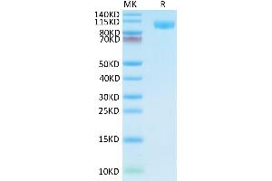 Human TLR3 on Tris-Bis PAGE under reduced condition. (TLR3 Protein (AA 23-703) (His tag))