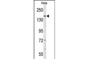 Western blot analysis of FNDC3B Antibody (N-term) (ABIN652712 and ABIN2842472) in Hela cell line lysates (35 μg/lane). (FNDC3B Antikörper  (N-Term))