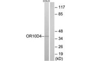 Western blot analysis of extracts from COLO cells, using OR10D4 Antibody. (OR10D4P Antikörper  (AA 161-210))