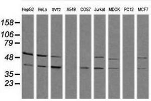 Image no. 2 for anti-Mitogen-Activated Protein Kinase 13 (MAPK13) antibody (ABIN1499955) (MAPK13 Antikörper)