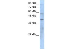 Western Blotting (WB) image for anti-Peroxisome Proliferator-Activated Receptor gamma (PPARG) antibody (ABIN2460600) (PPARG Antikörper)