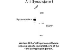 Image no. 1 for anti-Synaptojanin 1 (SYNJ1) antibody (ABIN956748) (Synaptojanin 1 Antikörper)