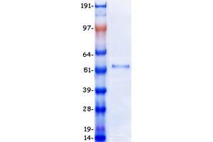Validation with Western Blot (DEK Protein (Transcript Variant 1) (Myc-DYKDDDDK Tag))
