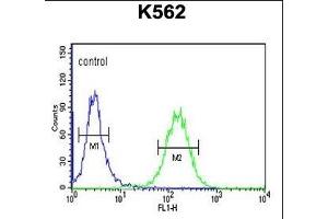 SUPV3L1 Antibody (N-term) (ABIN1881857 and ABIN2843036) flow cytometric analysis of K562 cells (right histogram) compared to a negative control cell (left histogram). (SUPV3L1 Antikörper  (N-Term))